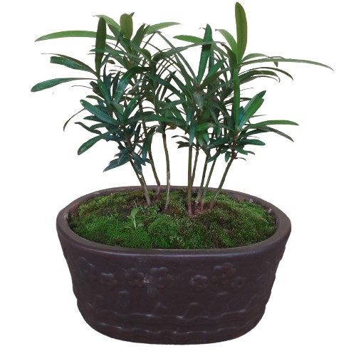Chậu cây tùng la hán để bàn, Cây vạn niên tùng, Cây phong thủy