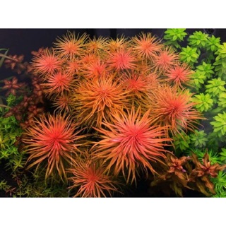 Cây Thuỷ Sinh: Hồng Thái Dương