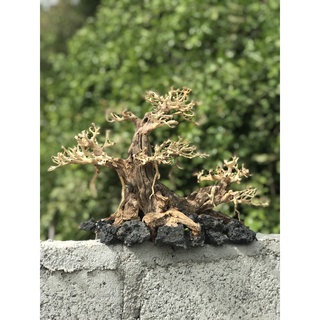 LŨA BONSAI CHO HỒ THỦY SINH Size Lớn [HT/02]