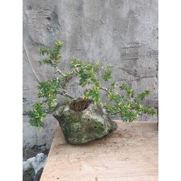 Linh sam bonsai HÒN NON BỘ