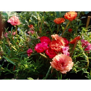 Hoa mười giờ thái  bụi nhỏ