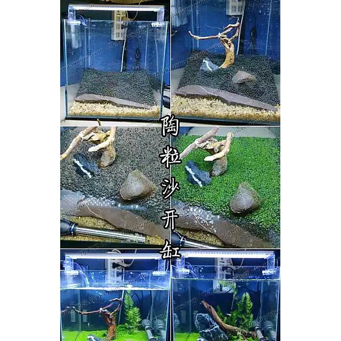 Hạt Giống Chân Châu Trồng Bể Thủy Sinh