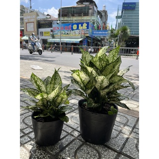 Cây Ngọc Ngân bụi đẹp thích hợp trồng nơi râm mát hoặc cây thuỷ sinh