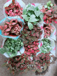 Cây Cẩm Nhung (lá may mắn)