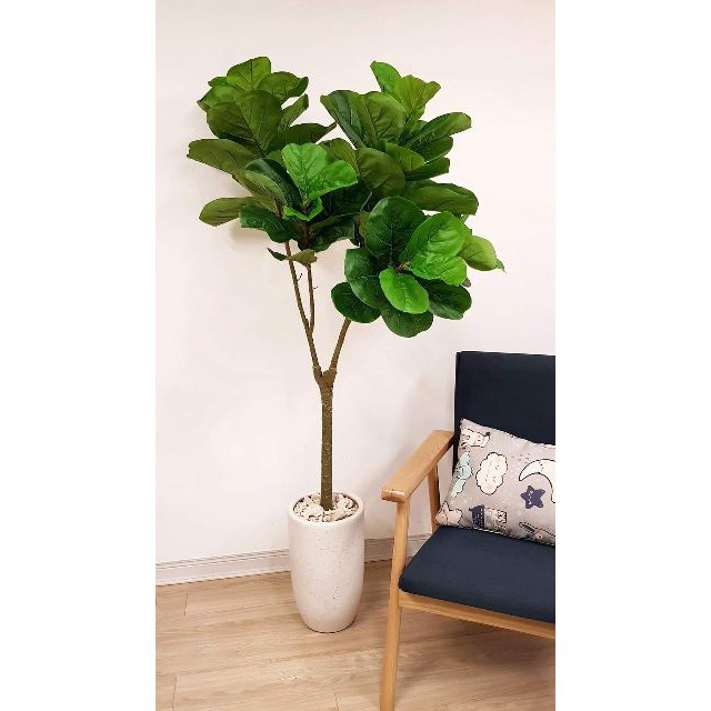Cây bàng giả singapore 1,7m Có Chậu y hình 4 nhánh