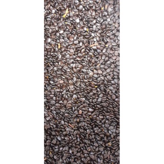 500 gram hạt giống keo lai