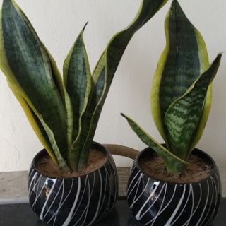 Cây Lưỡi hổ