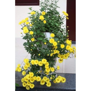 Combo 10 Cây Gióng Cúc Chi Vàng Rủ