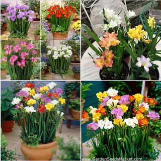 Combo 5 củ giống hoa lan nam phi mix màu - Kèm 5 viên nén xơ dừa ươm củ