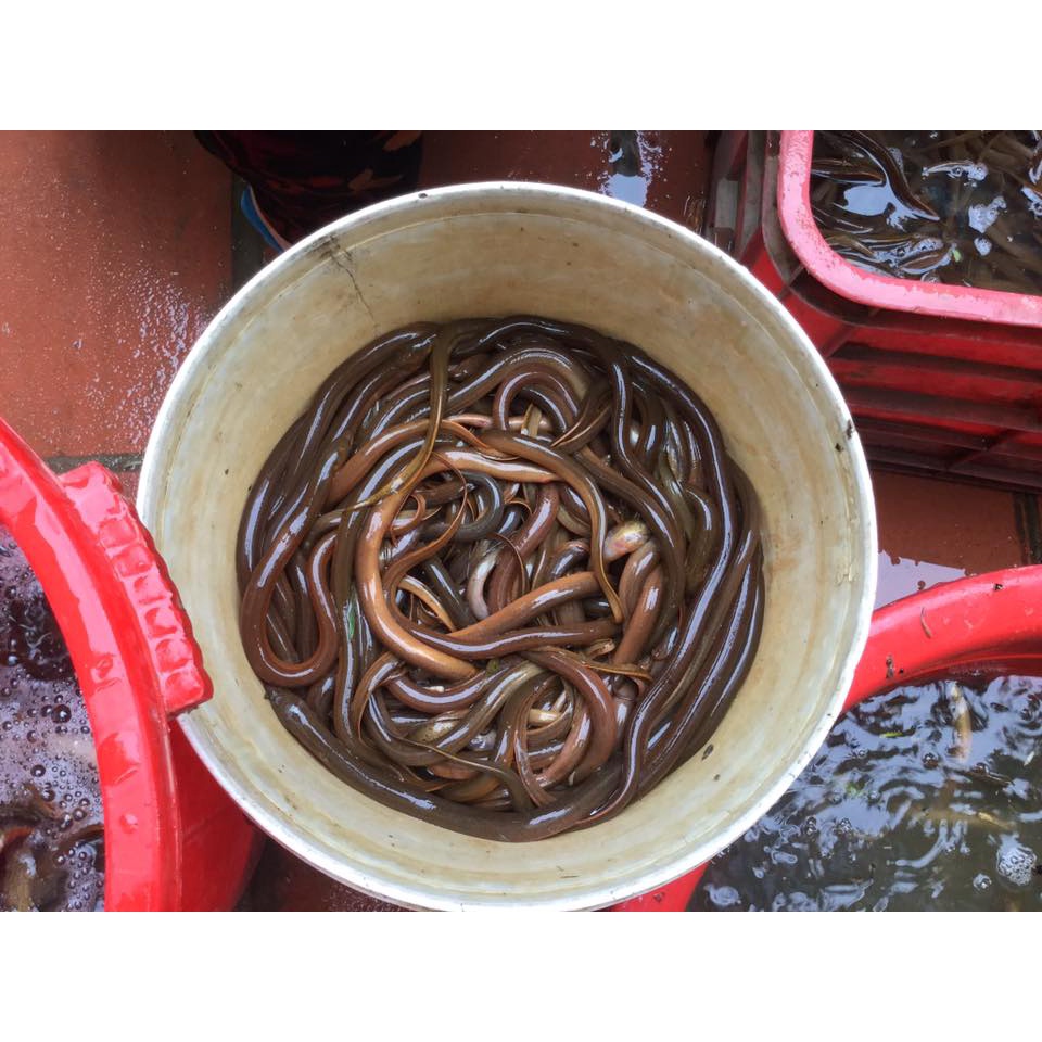 500gr Lươn đồng làm sẵn lọc thịt - Tặng kèm nước cốt xương lươn