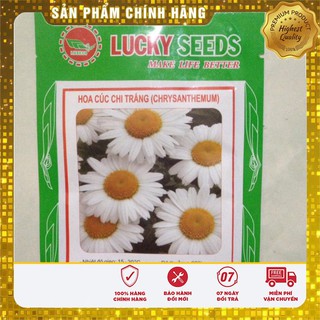Hạt Giống Hoa Cúc Chi Trắng (50 hạt)