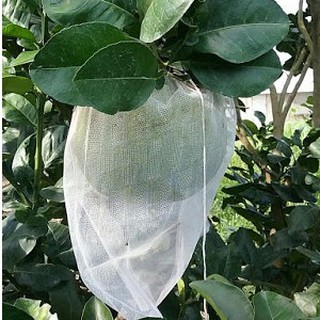 (100 cái) Túi bao trái Bưởi - Túi bao bưởi 30x35