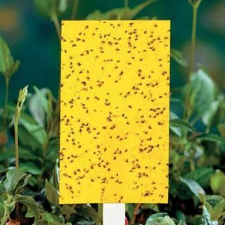 10 miếng bẫy ruồi vàng kt 26 x 42 x 2 mặt không mưa ướt