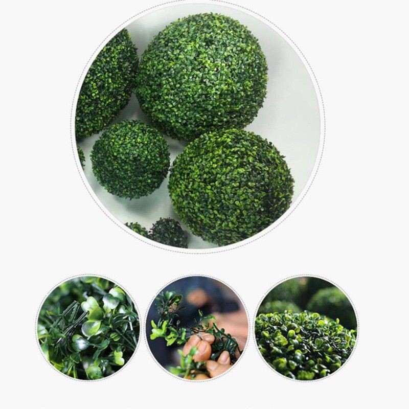 Cây hoàng dương hình quả cầu