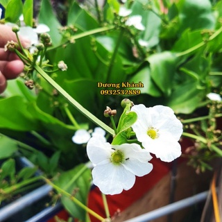 Bách Thủy Tiên cao 50cm ( Cây Lan Nước )