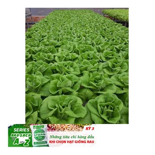 Giống Rau Xà lách mỡ