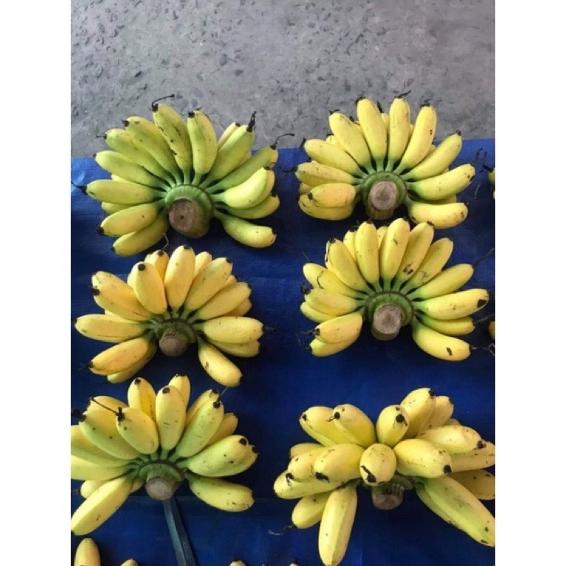 Cây chuối cao giống - cây chuối cao 50cm