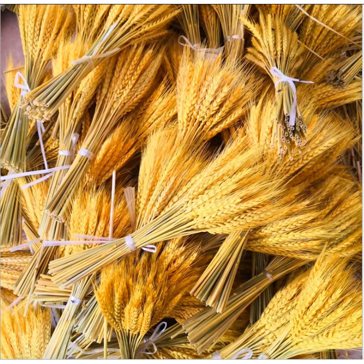 Lúa Mạch Khô - Dried Wheat Decor Phong Cách Bắc Âu Cổ Điển, Trang Trí Nhà Cửa