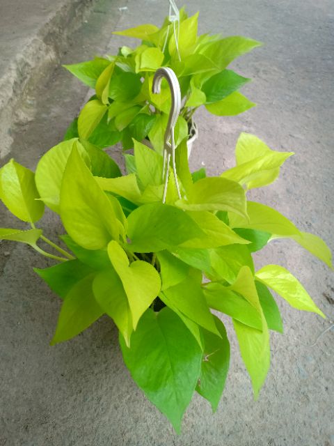 Cây Trầu Bà Vàng - KT: