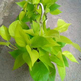 Cây Trầu Bà Vàng - KT: (BK30cm x C28cm)