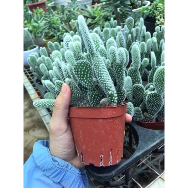 Xương rồng tai thỏ