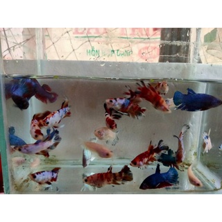 'cám' Combo 7 bé 🐟 Betta thủy sinh đủ màu sắc