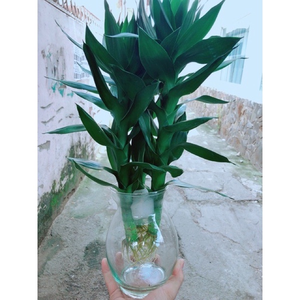 Cây phát tài búp sen, trồng thuỷ sinh được