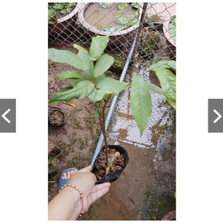 BẦU CÂY GIỐNG HOA DẺ THƠM