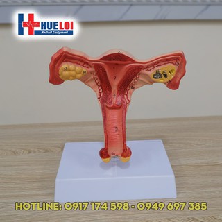 Mô hình giải phẫu cơ quan sinh dục nữ