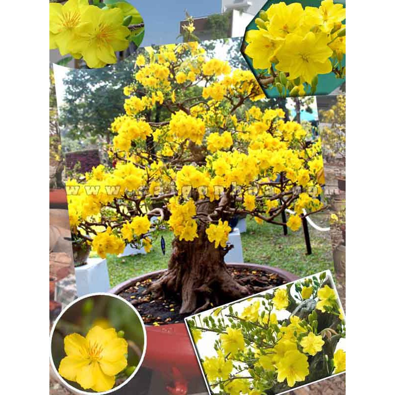 Hạt giống hoa mai vàng 5 cánh -  loại cánh to hoa chùm - 1 gói 25 hạt