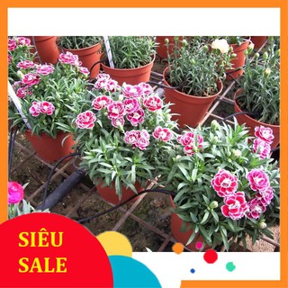 Hạt Giống Hoa Cẩm Chướng Kép Mix Nhiều Màu (40 Hạt) - [MUA 3 TẶNG 1 CÙNG LOẠI] THU THUY