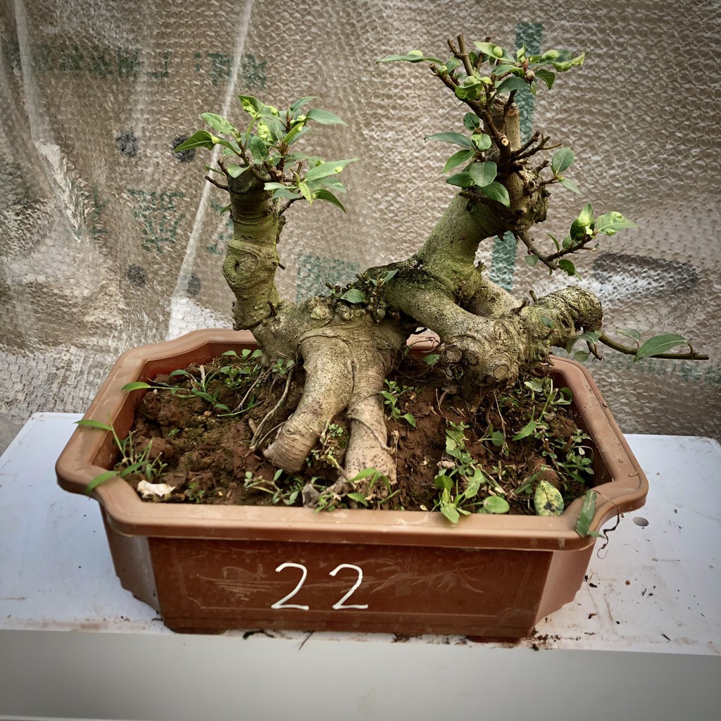 Cây sung bonsai ảnh thật đánh số 13-25