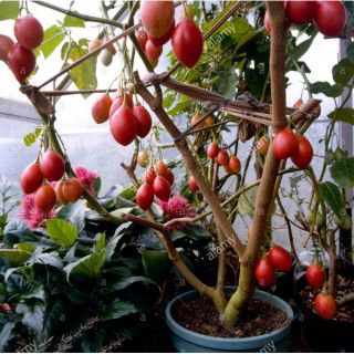 Hạt Giống Cà Chua Thân Gỗ - 20 Hạt - HÀNG CÔNG TY