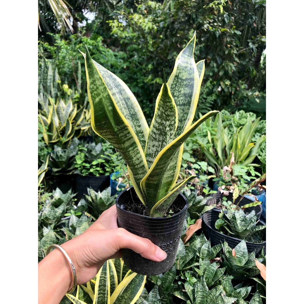 Cây Lưỡi Hổ Lùn Sọc Vàng (Ảnh Thật), Cây Phong Thủy, Cây Thủy Sinh, Boiboi.organic, cây trong bầu đất, rễ mạnh