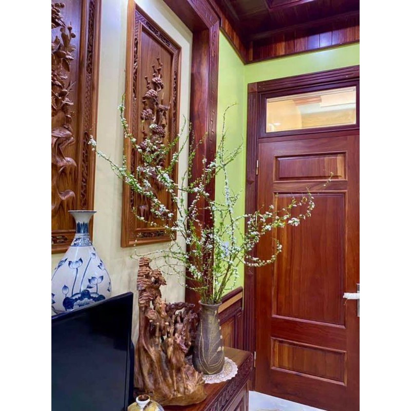 Hoa tuyết mai hoa tết
