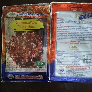 Hạt giống xà lách xoăn tím đỏ Thái Lan