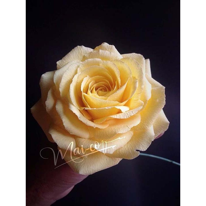 Đất sét Nhật tự khô Custard