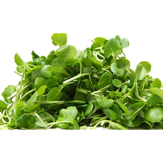 HẠT GIỐNG RAU MẦM CẢI NGỌT
