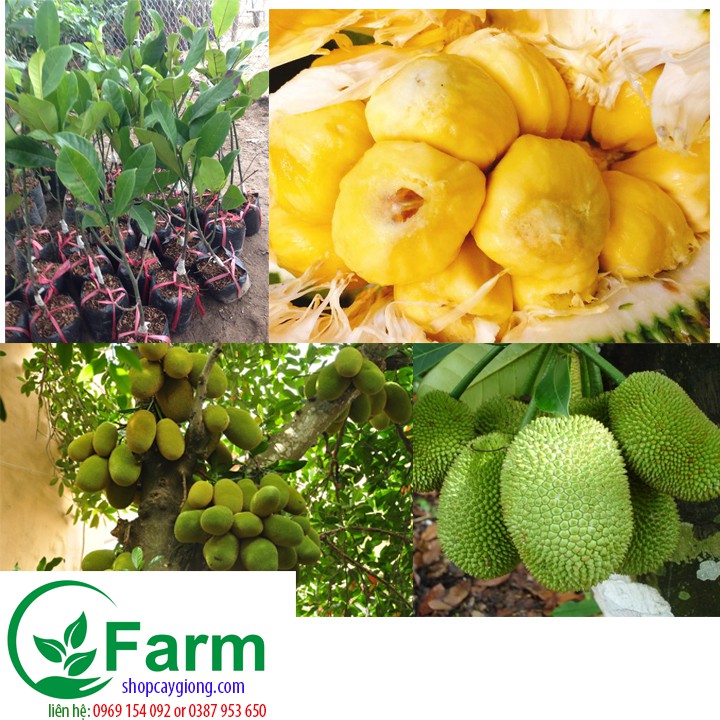 cây mít tố nữ