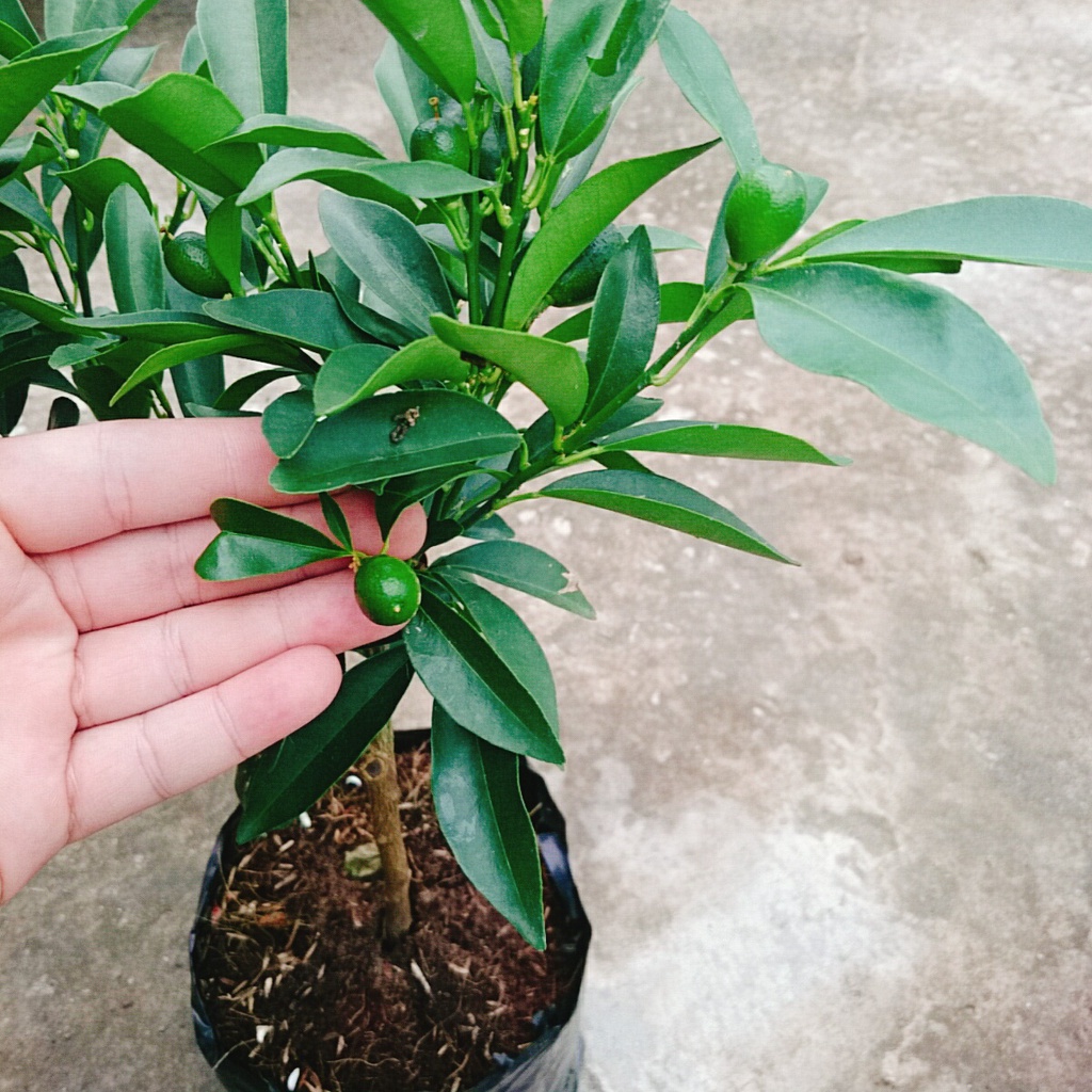 Cây Hạnh Ngọt - cây tắc ngọt thái