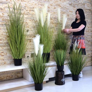 Cây Cỏ Lau 3 Bông- 5 Bông Trang Trí Nhà Cửa (Chưa Kèm Chậu) DG-112