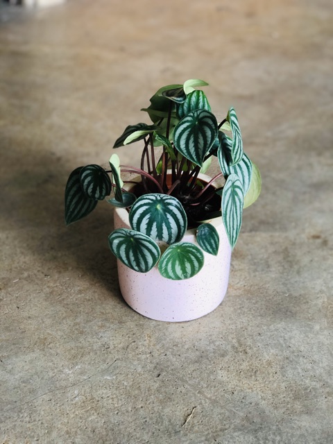 Cây Lá SỌC DƯA- dưa hấu- peperomia watermelon