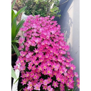củ huệ mưa