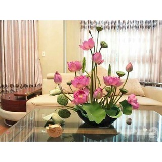 hạt giống sen mini nhật ( 10 hạt )