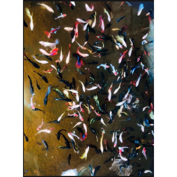 1Cặp BETTA trống mái size vừa tặng thức ăn giao ngẫu nhiên