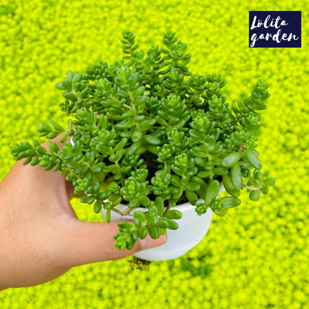 Sen đá sedum kẹo Đà Lạt size trung bình cây cảnh trang trí nhà cửa Lolita garden