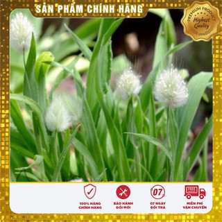 Hạt Giống Cỏ Đuôi Thỏ (50 hạt ) LUCKY SEEDS