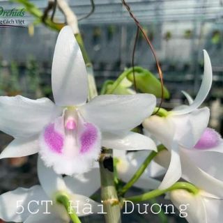 5ct hải dương cây giống ( combo 2 cốc )