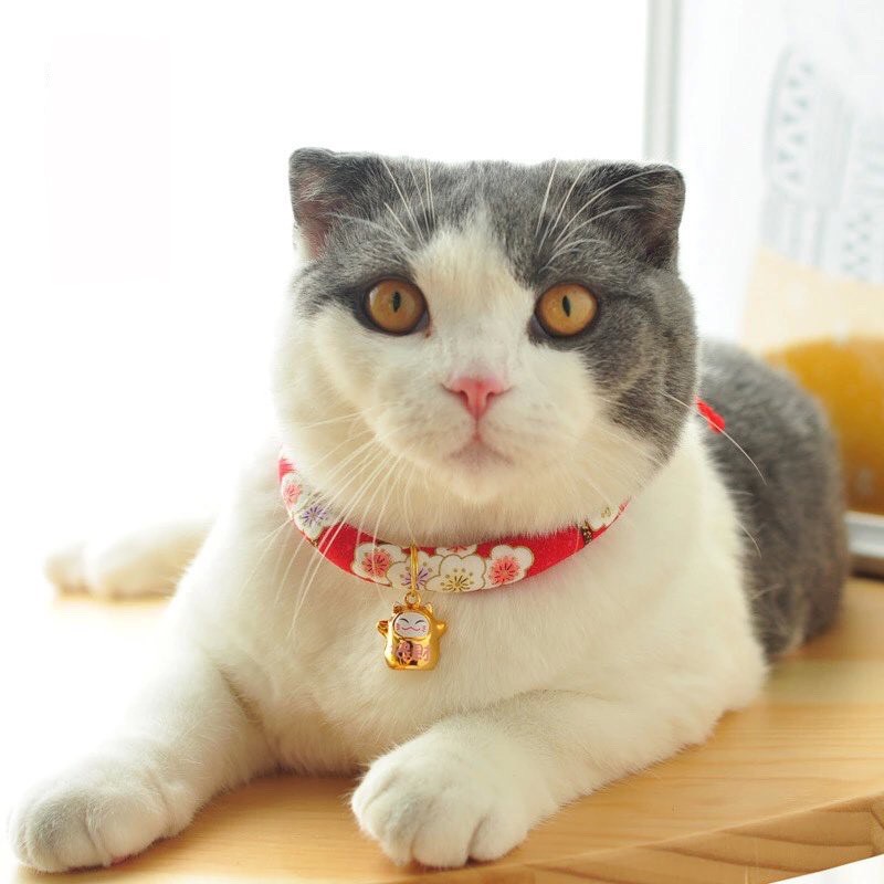 Vòng cổ cho mèo thần tài