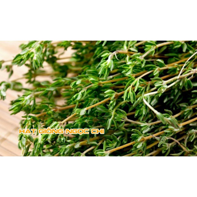 Hạt Giống Cỏ Xạ Hương (Thyme) - 100 Hạt